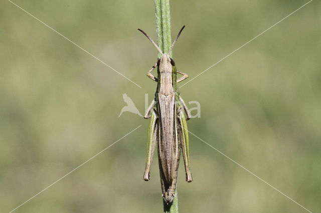 Kustsprinkhaan (Chorthippus albomarginatus)