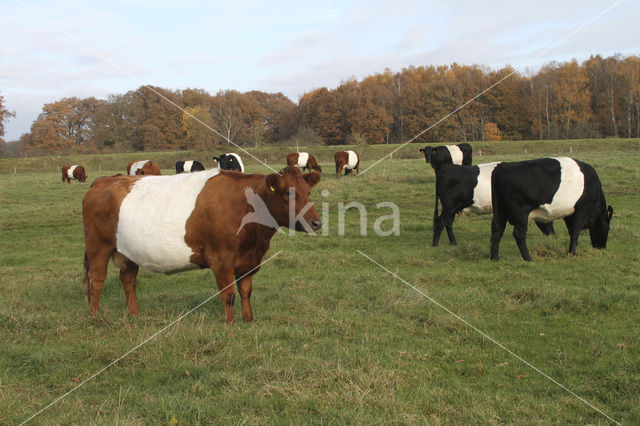 Dutch Belted Cow