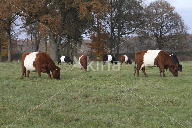 Dutch Belted Cow