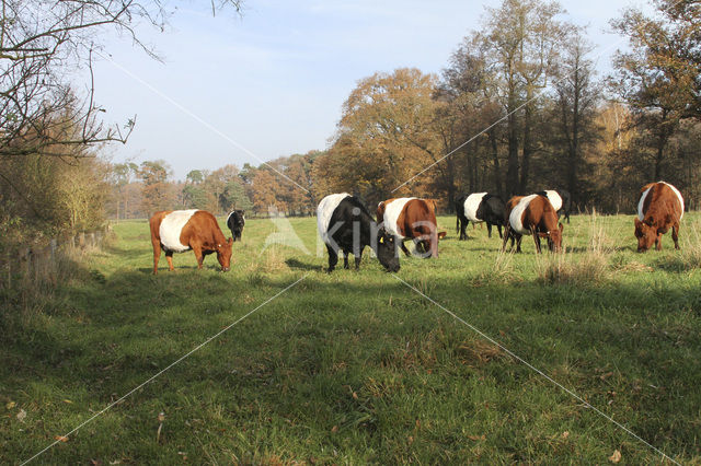 Dutch Belted Cow