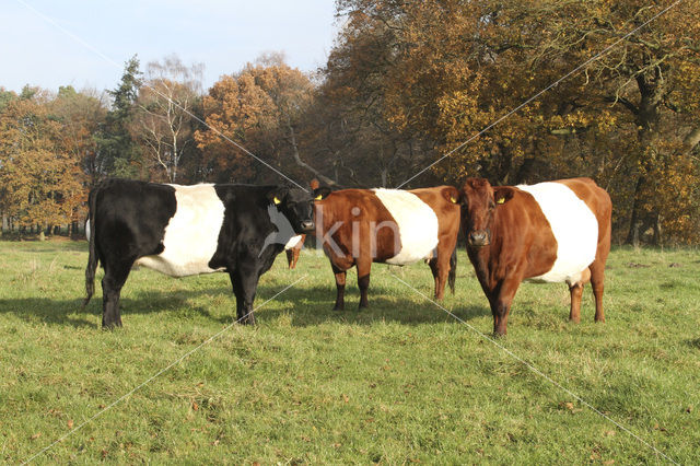 Dutch Belted Cow