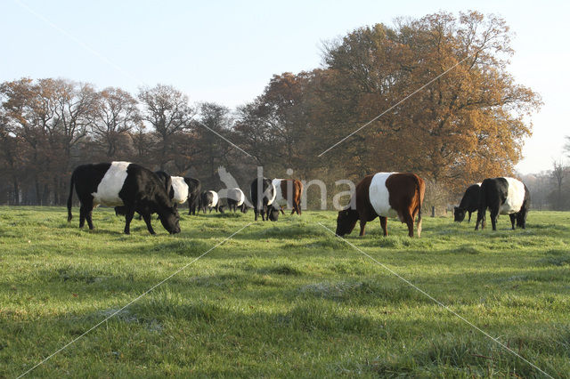 Dutch Belted Cow