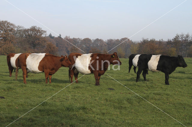 Dutch Belted Cow