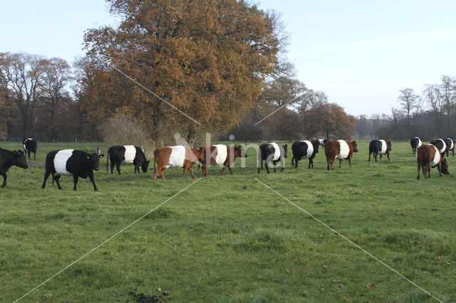 Dutch Belted Cow