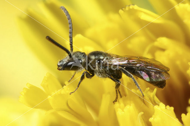 Langkopsmaragdgroefbij (Lasioglossum morio)