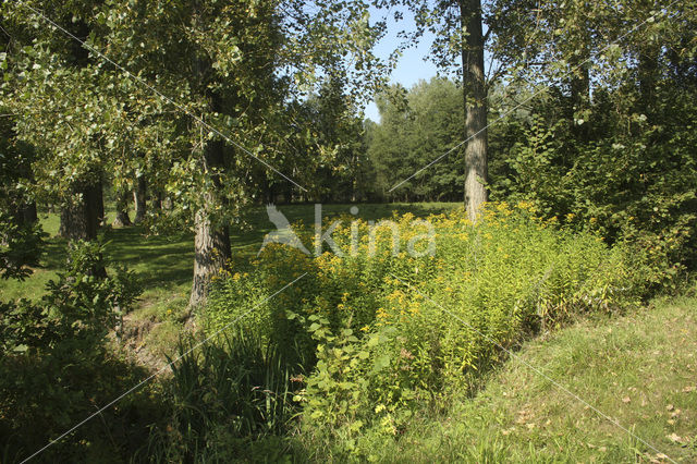 Late guldenroede (Solidago gigantea)