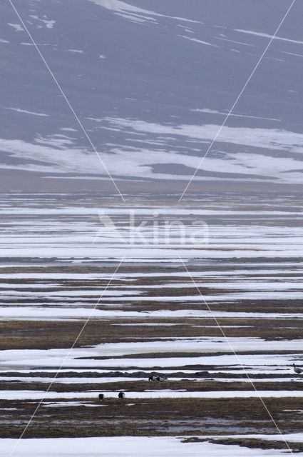 Longyearbyen