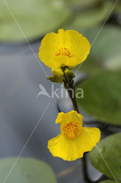 Loos blaasjeskruid (Utricularia australis)