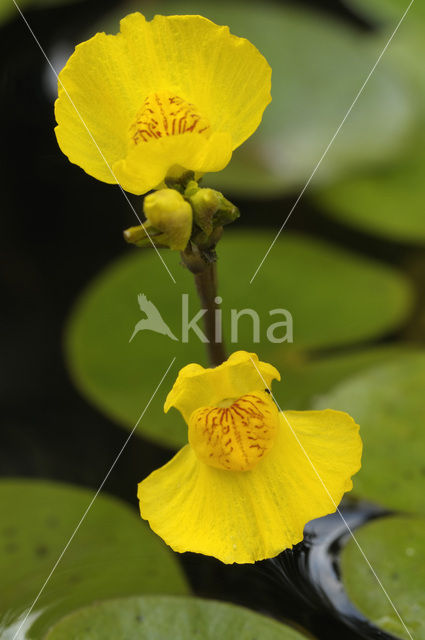 Loos blaasjeskruid (Utricularia australis)