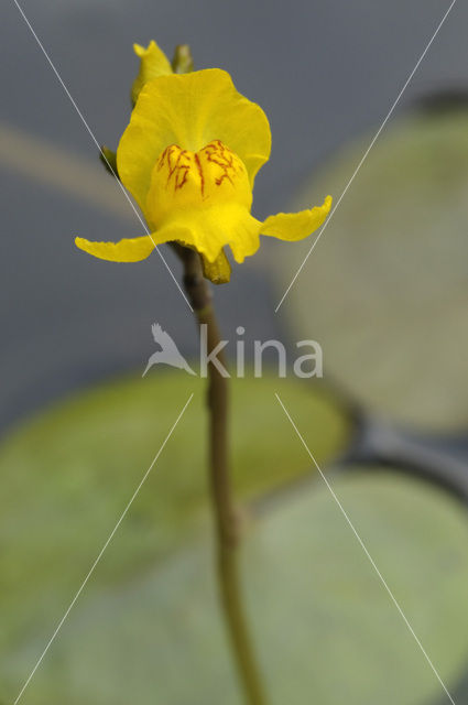 Loos blaasjeskruid (Utricularia australis)