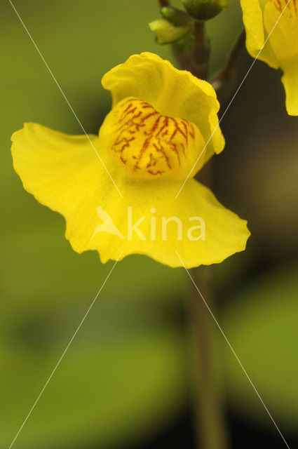 Yellow Bladderwort (Utricularia australis)
