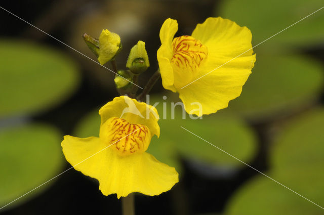 Loos blaasjeskruid (Utricularia australis)