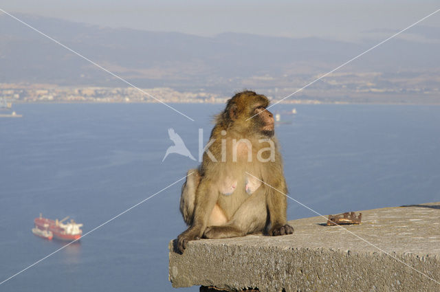 Barbary ape