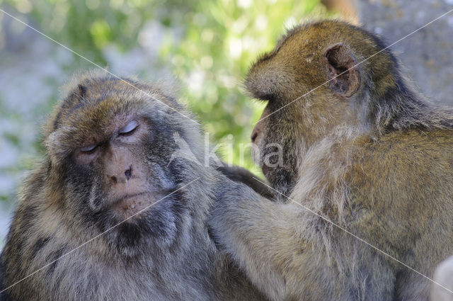 Barbary ape