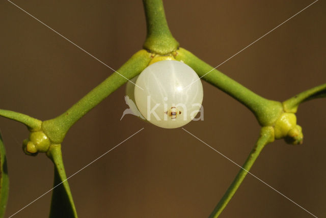 Mistletoe (Viscum album)