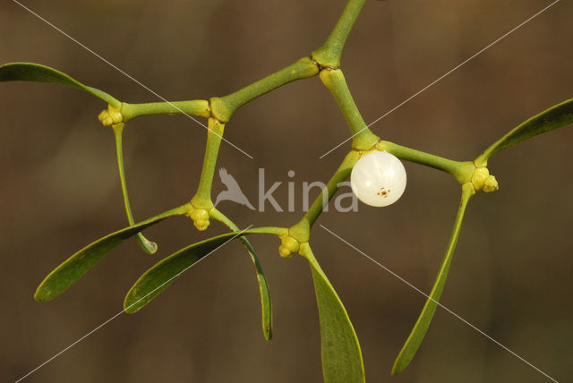 Mistletoe (Viscum album)