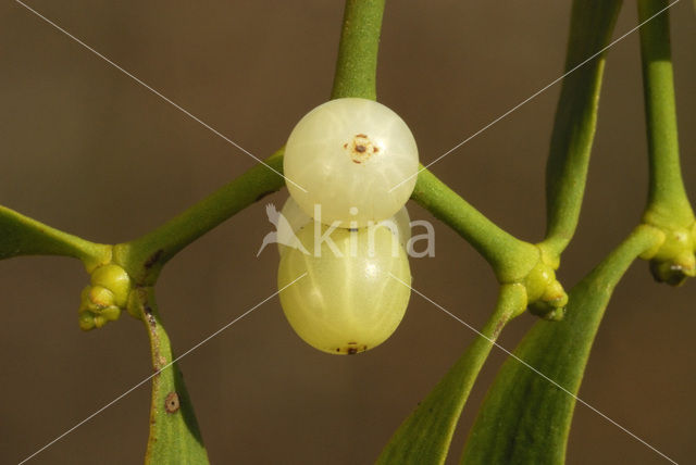 Mistletoe (Viscum album)