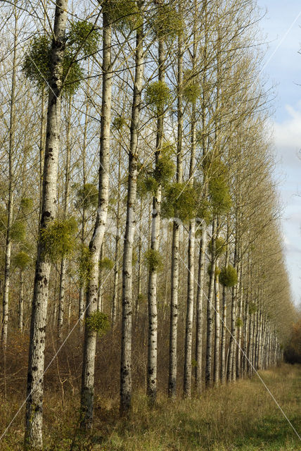 Mistletoe (Viscum album)