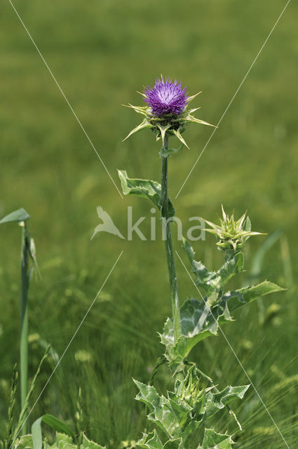 Mariadistel (Silybum marianum)