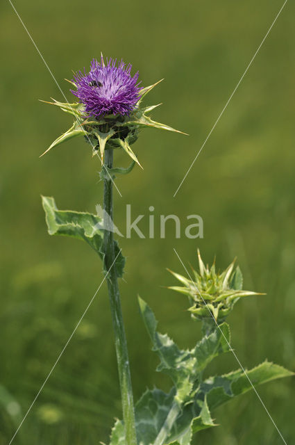 Mariadistel (Silybum marianum)