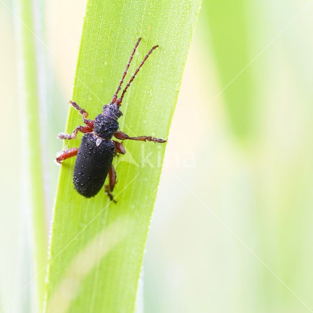 Meeltor (Tenebrio molitor)