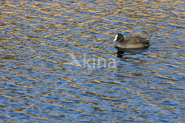 Meerkoet (Fulica atra)