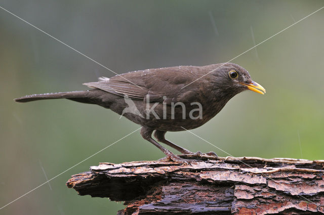 Merel (Turdus merula)