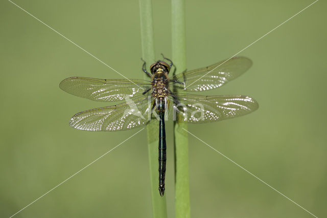 Brilliant Emerald (Somatochlora metallica)