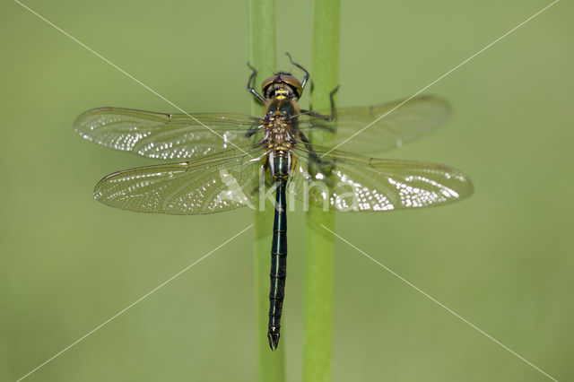 Metaalglanslibel (Somatochlora metallica)