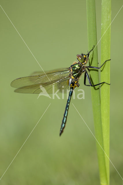 Brilliant Emerald (Somatochlora metallica)