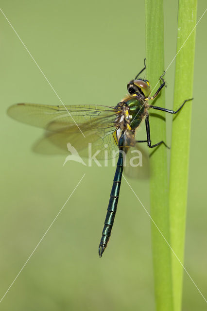 Brilliant Emerald (Somatochlora metallica)