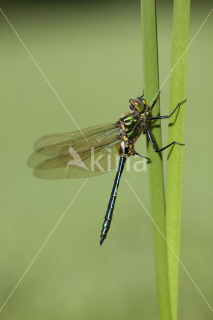 Metaalglanslibel (Somatochlora metallica)