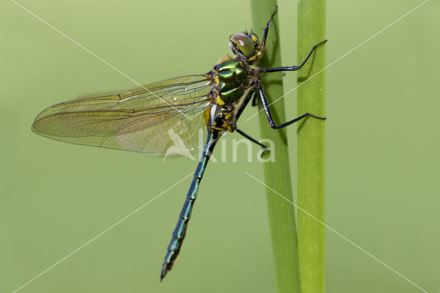 Brilliant Emerald (Somatochlora metallica)
