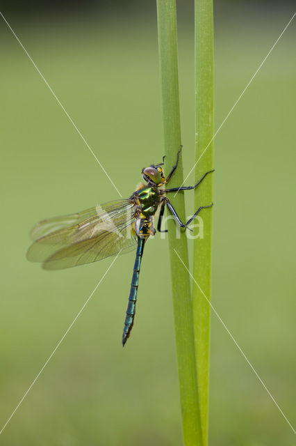 Metaalglanslibel (Somatochlora metallica)