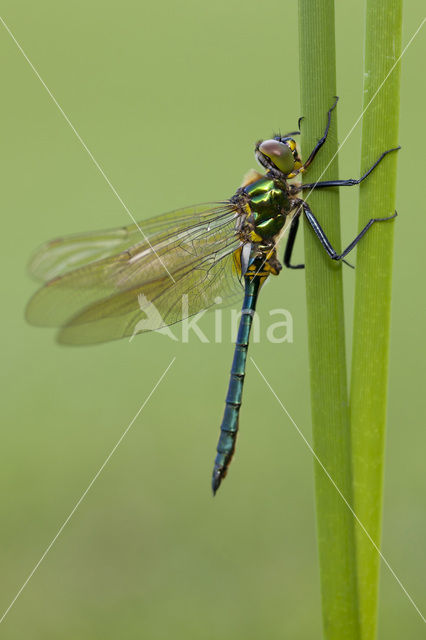 Brilliant Emerald (Somatochlora metallica)