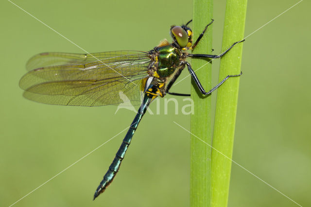 Brilliant Emerald (Somatochlora metallica)