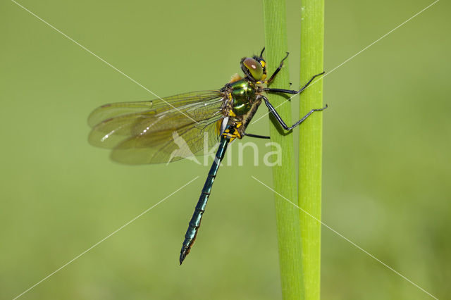 Metaalglanslibel (Somatochlora metallica)