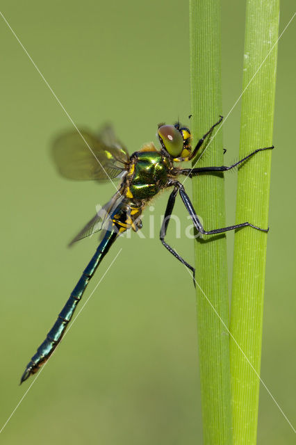 Brilliant Emerald (Somatochlora metallica)