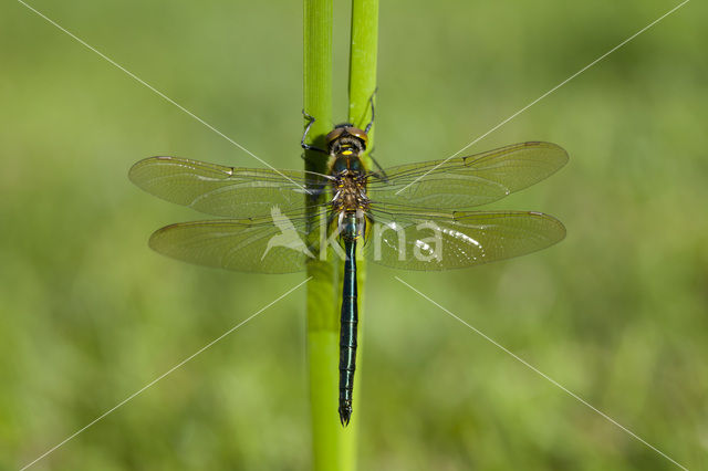 Brilliant Emerald (Somatochlora metallica)