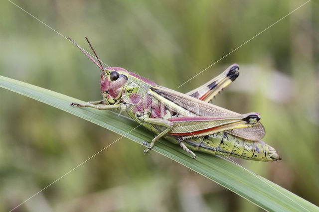 Large Marsh Grasshopper (Stethophyma grossum)