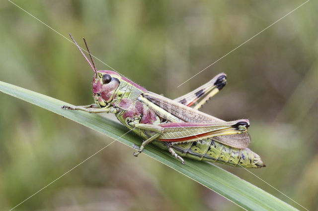 Large Marsh Grasshopper (Stethophyma grossum)