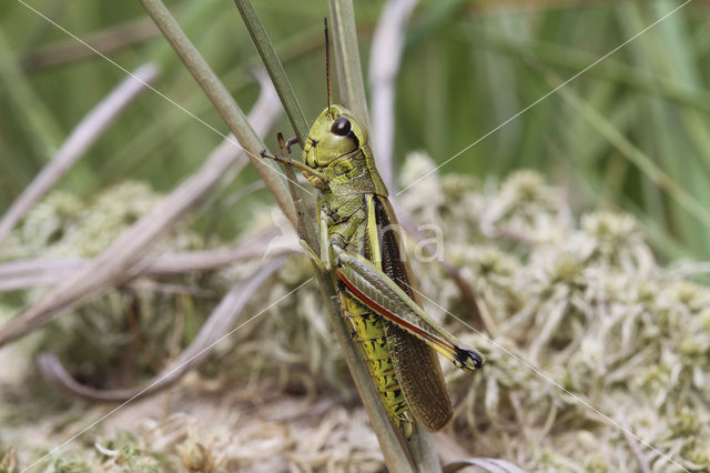 Moerassprinkhaan (Stethophyma grossum)