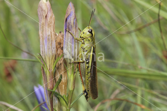 Moerassprinkhaan (Stethophyma grossum)