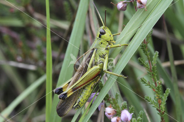 Moerassprinkhaan (Stethophyma grossum)