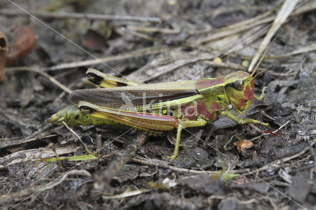 Moerassprinkhaan (Stethophyma grossum)