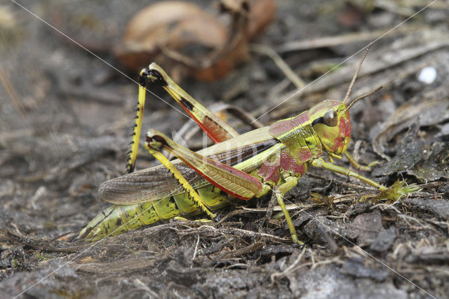 Moerassprinkhaan (Stethophyma grossum)