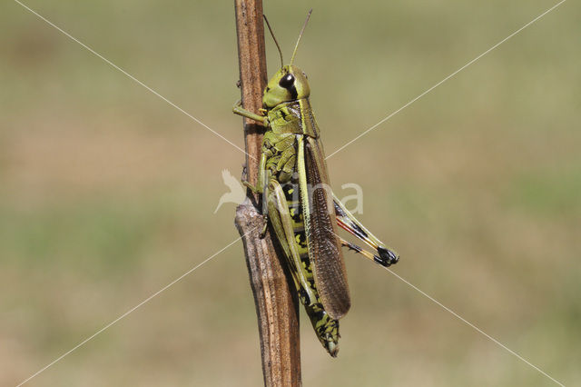 Moerassprinkhaan (Stethophyma grossum)