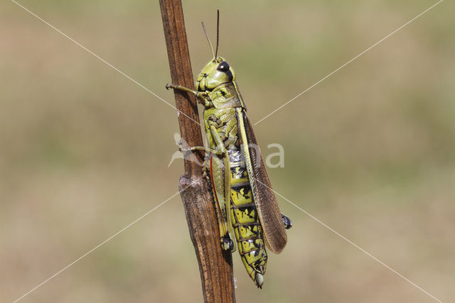 Moerassprinkhaan (Stethophyma grossum)