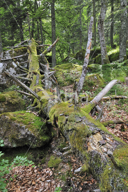 Moss