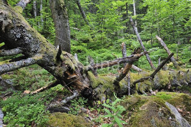 Moss